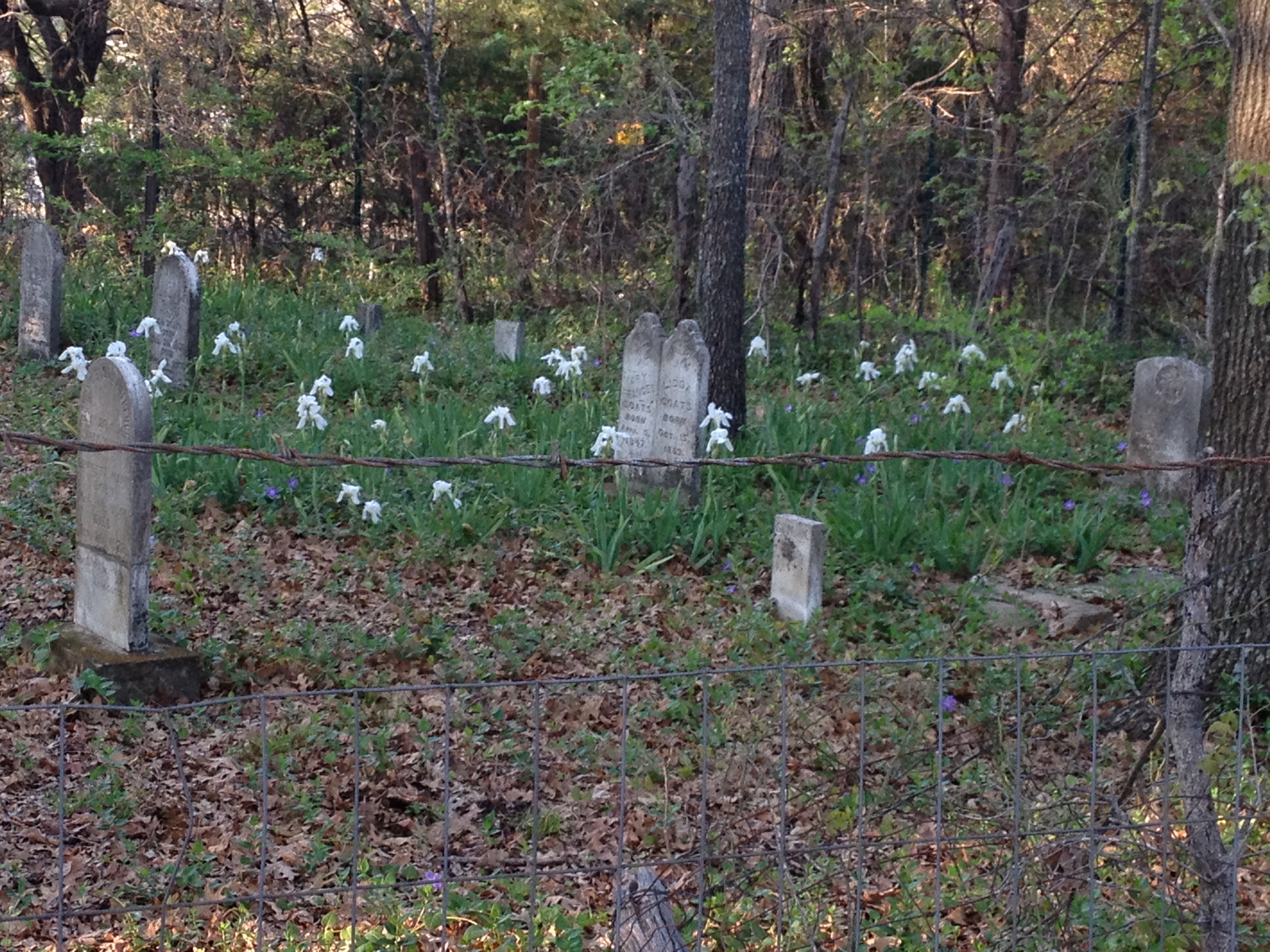 iris in coats cemetery 2013 IMG_1878