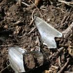 st mary cemetery glass found on side of new dirt road bulldozed from top of graves