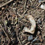 st mary cemetery pitcher and pieces of glass found on side of dirt road bulldozed from top of graves